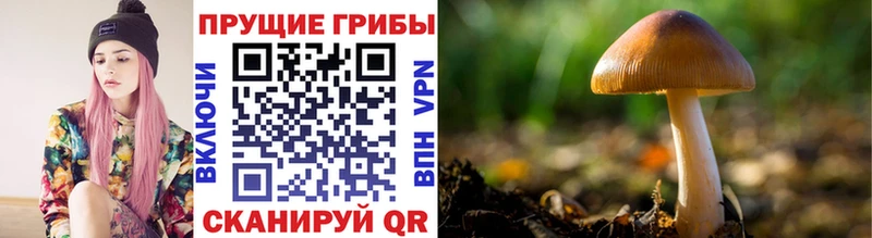 Псилоцибиновые грибы Psilocybe  где купить наркоту  Воронеж 